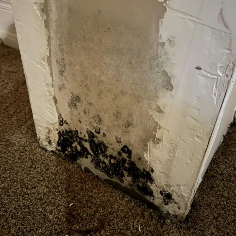 Professional Mold Removal in Jackson County, TN